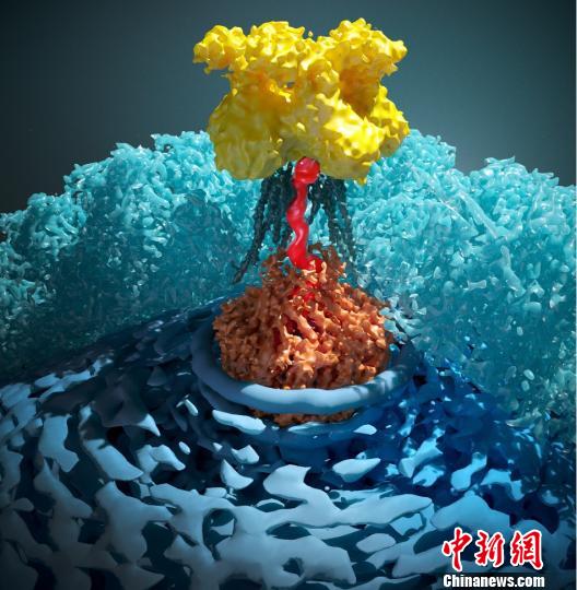 中国科大揭示人类疱疹病毒基因组包装关键机制