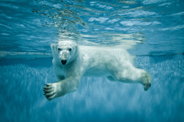 polar-bear-145969469-Shutterstock_Fotokon polar-bear-145969469-Shutterstock_Fotokon