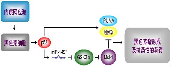 中科大等揭示p53依赖型microrna调控黑色素瘤发展新; 黑色素瘤 药物