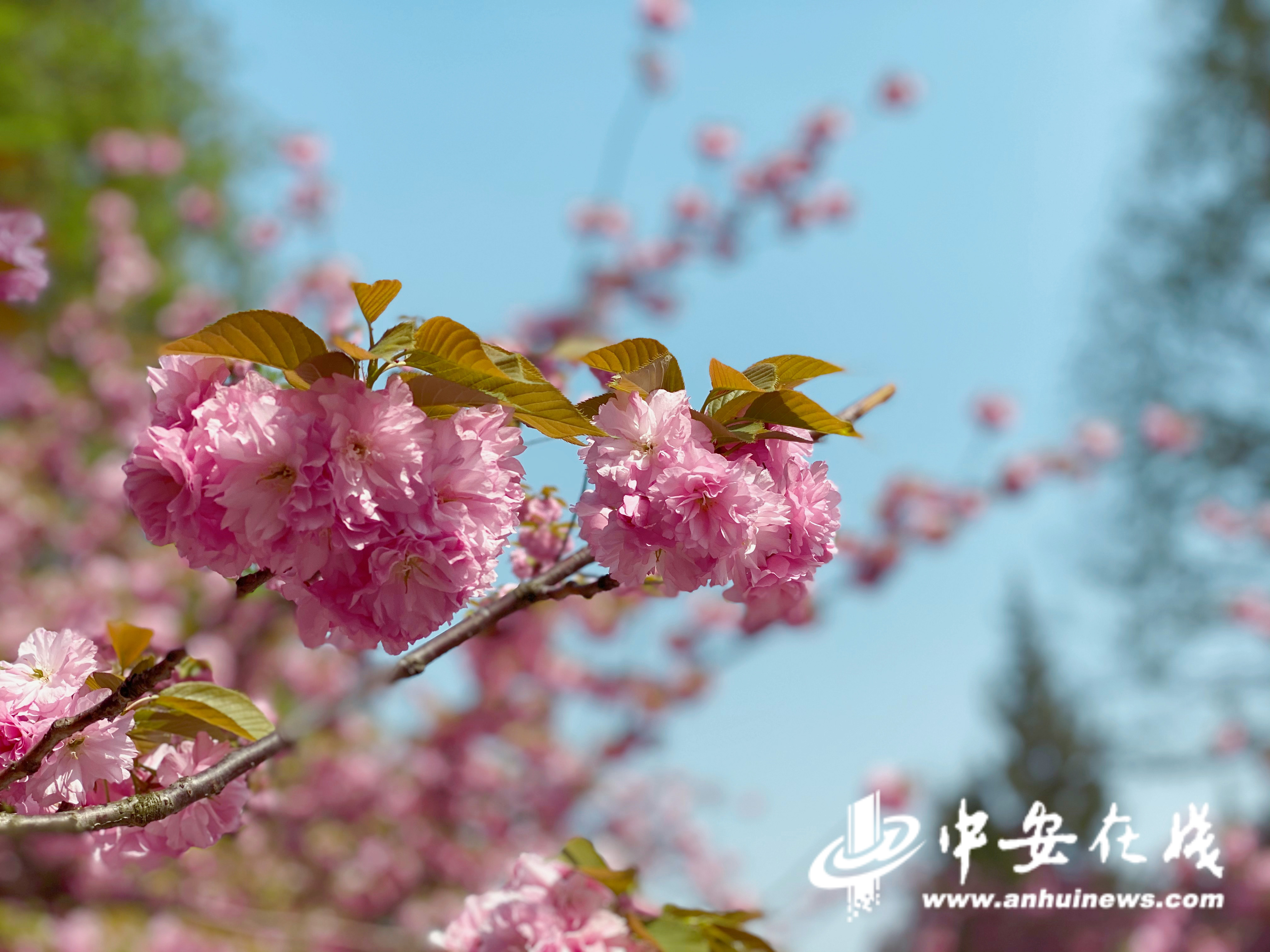 【中安在线】三月末中国科大樱花绽放 再度惊艳合肥