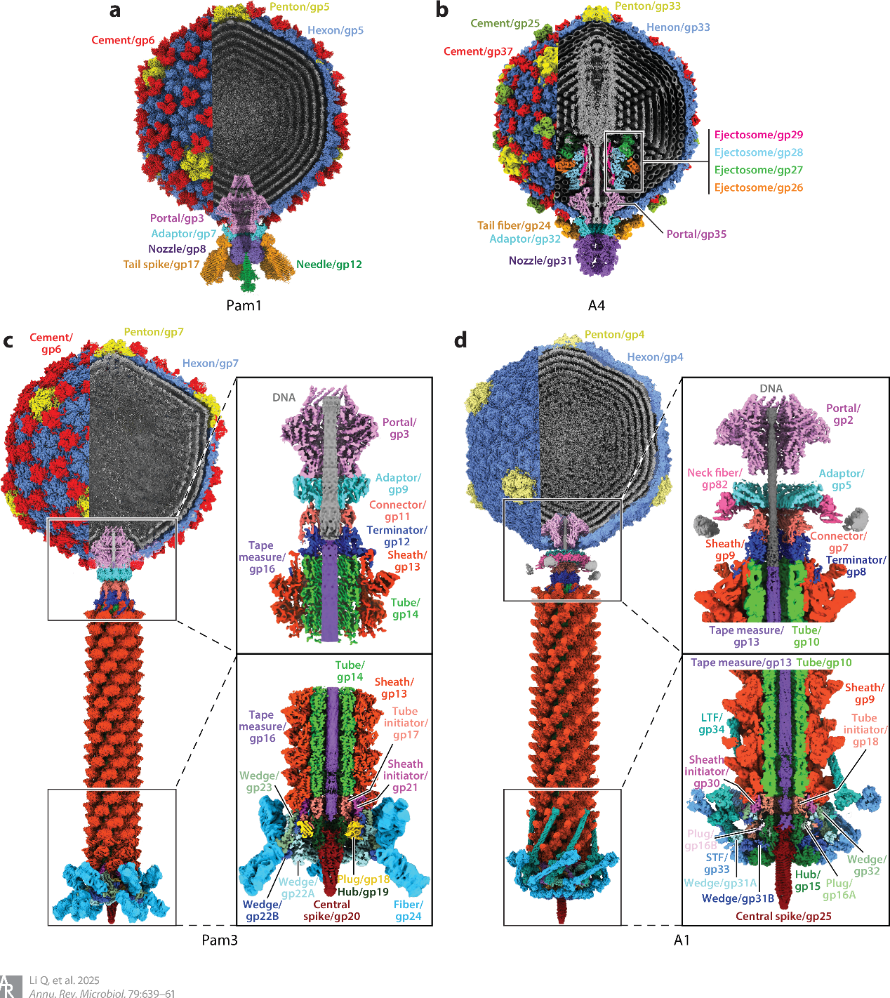 中国科大在《Annual Review of Microbiology》发表噬藻体综述论文-中国科大新闻网